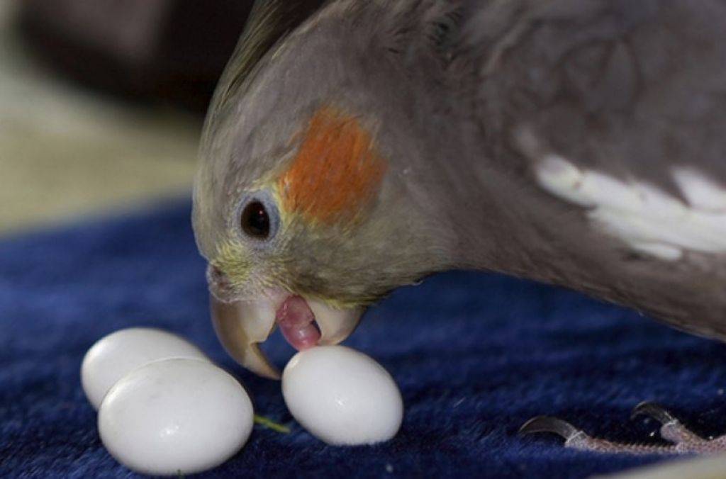 How Many Eggs Do Cockatiels Lay
