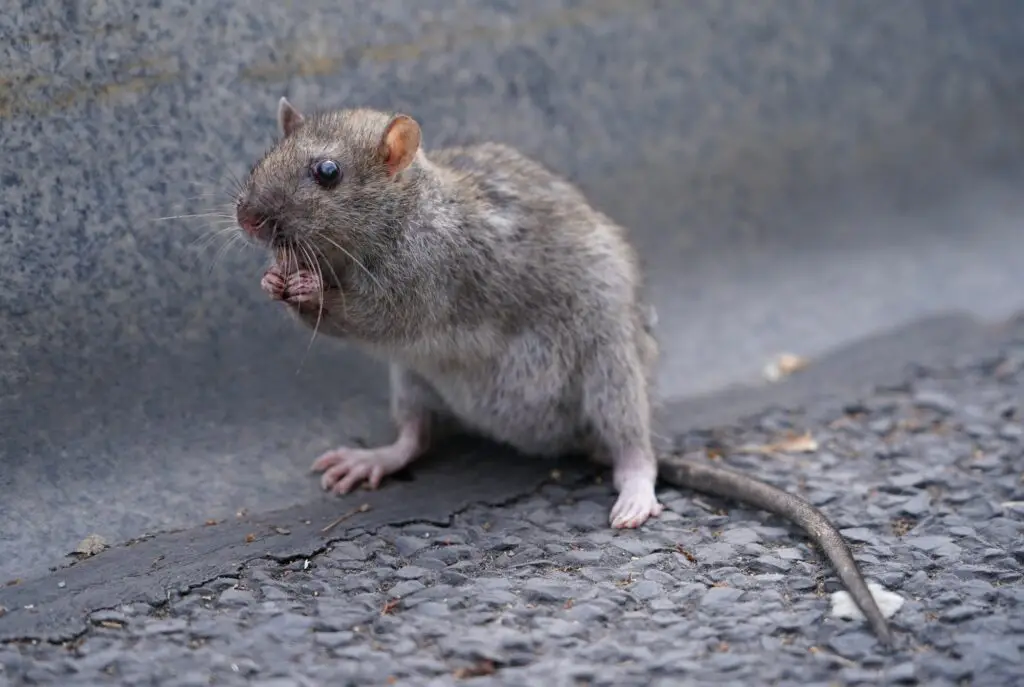 How Big Are New York Rats
