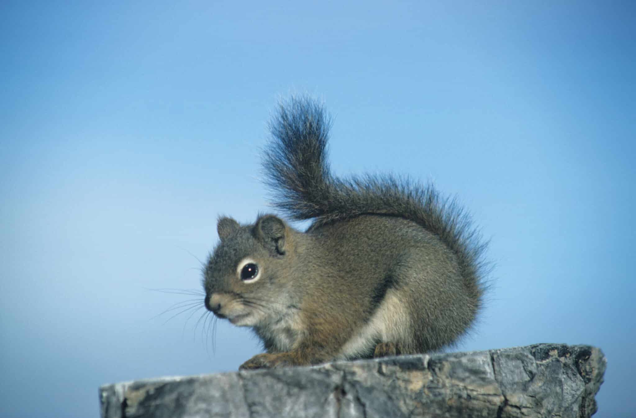 Do Squirrels Have Rabies