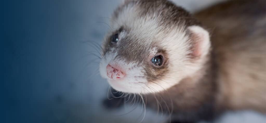 How To Get Rid Of Fleas On Ferrets