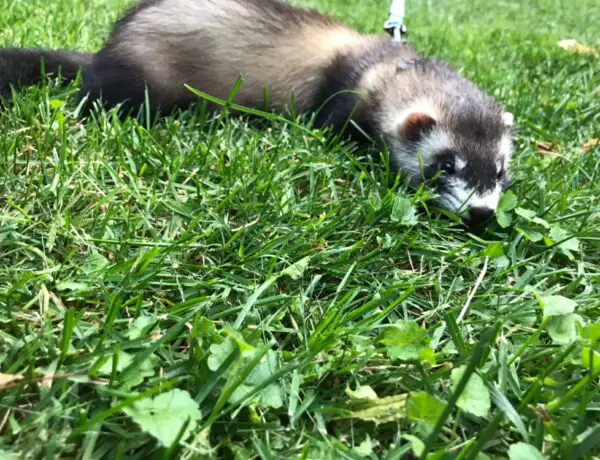 How To Train Ferrets