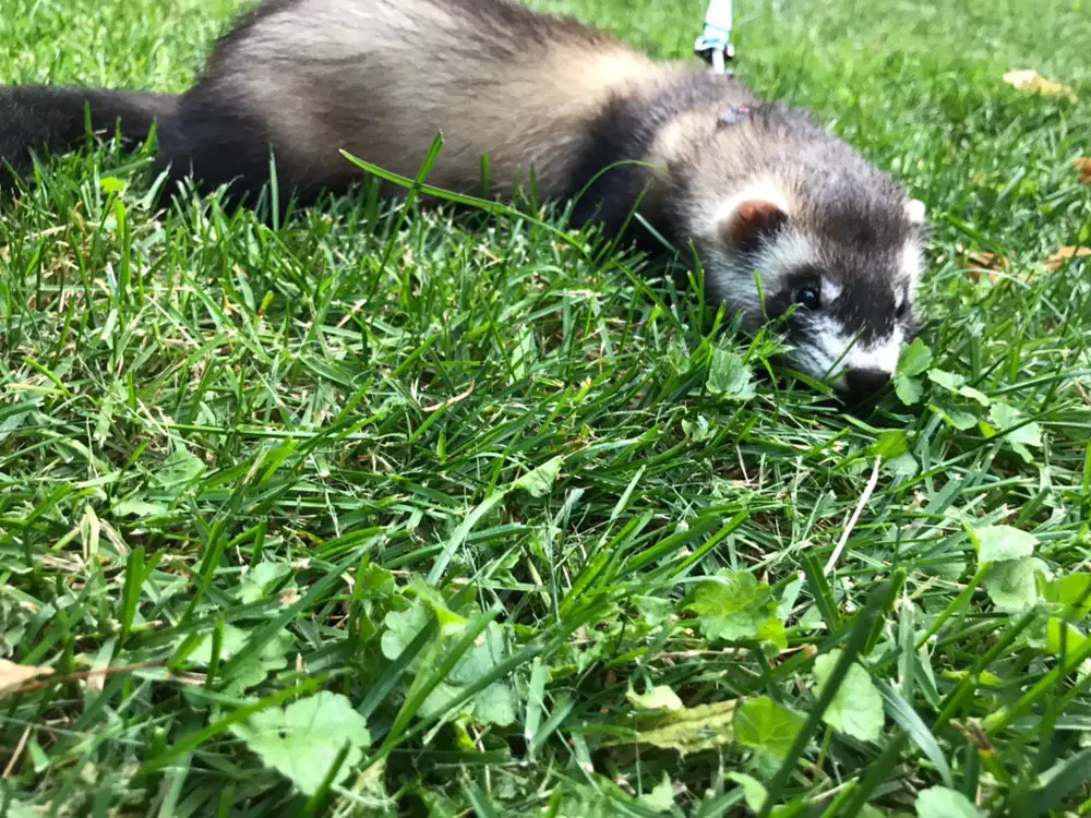 How To Train Ferrets