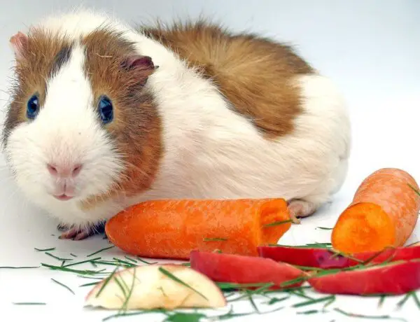 Can Guinea Pigs Eat Carrots