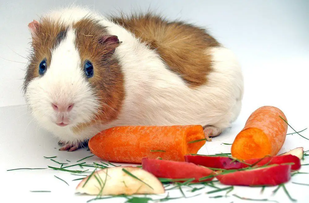 Can Guinea Pigs Eat Carrots
