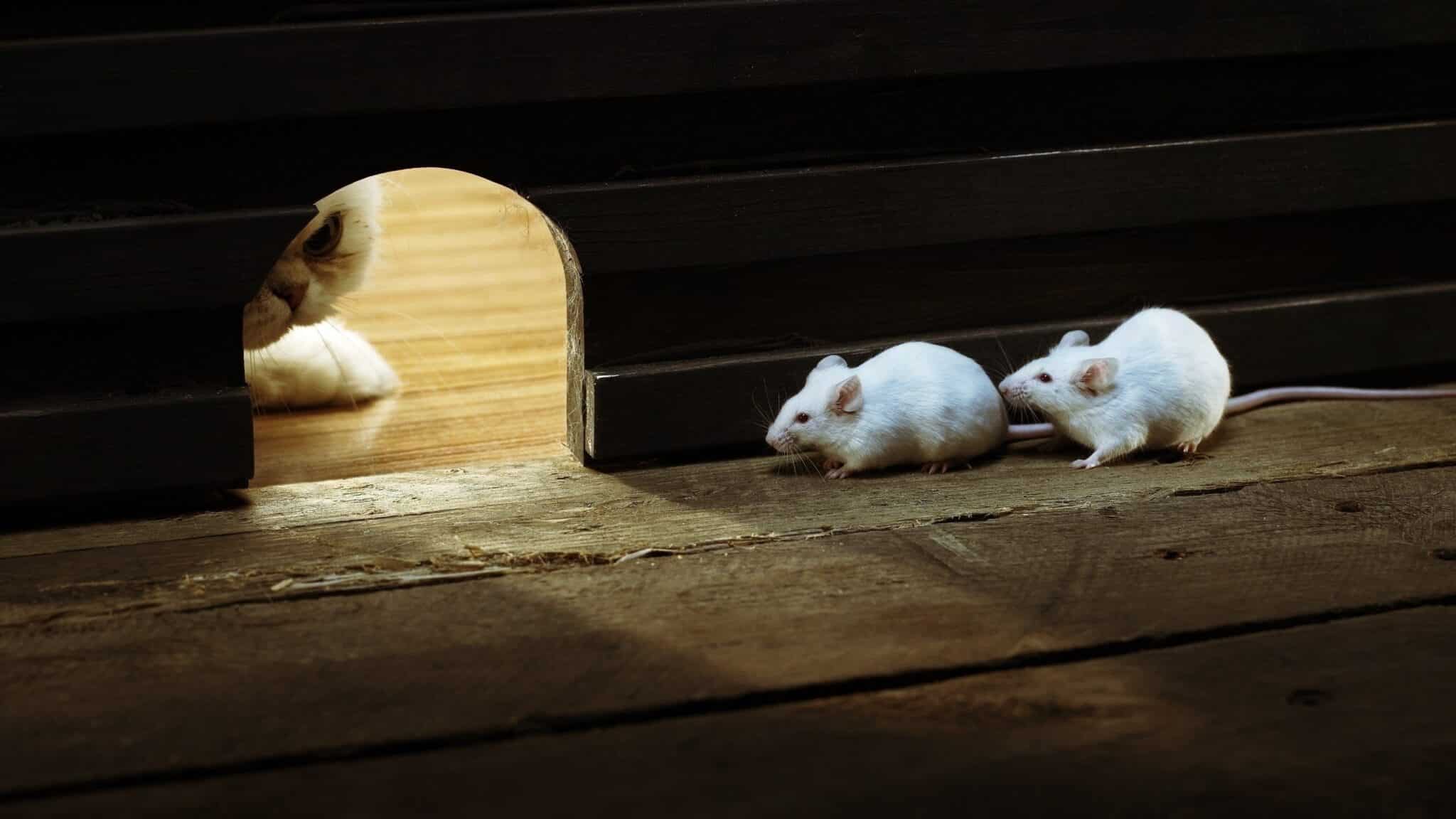How To Get Rats Out Of Walls