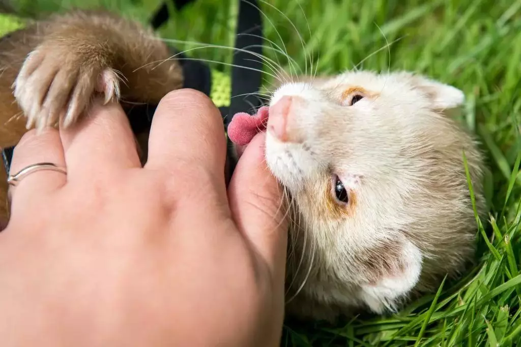 Do Ferrets Bite