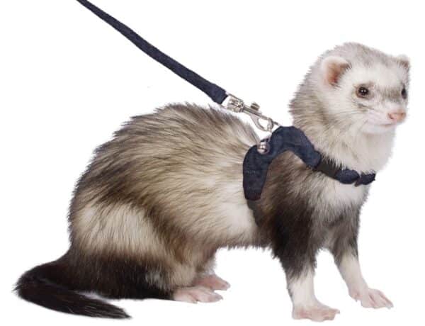 How Hard Is It To Take Care Of A Ferret