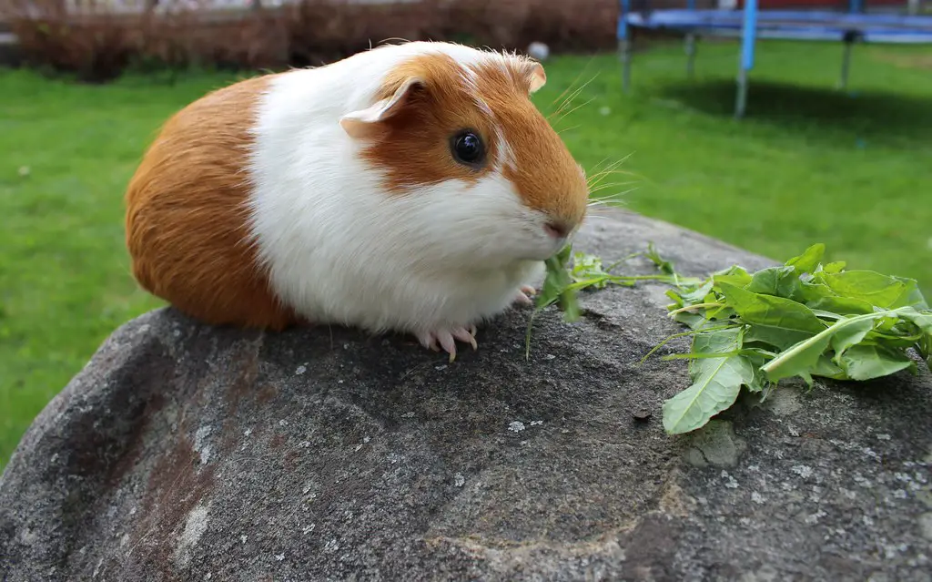 Is Celery Good For Guinea Pigs