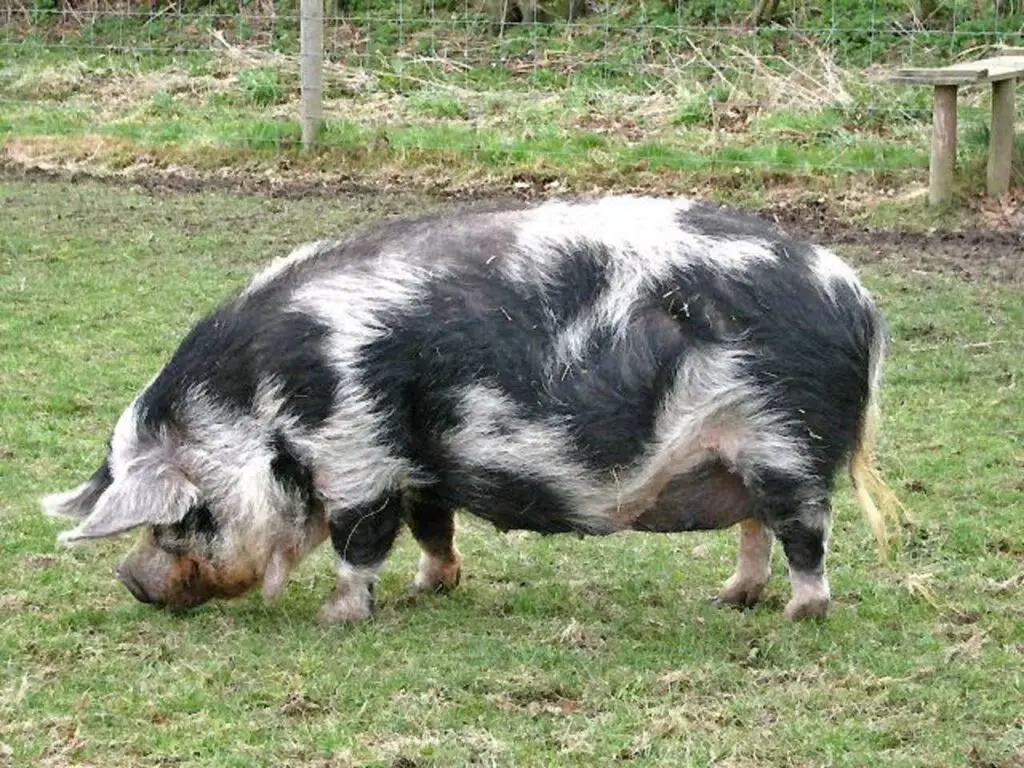 What Is The Smallest Pig Breed