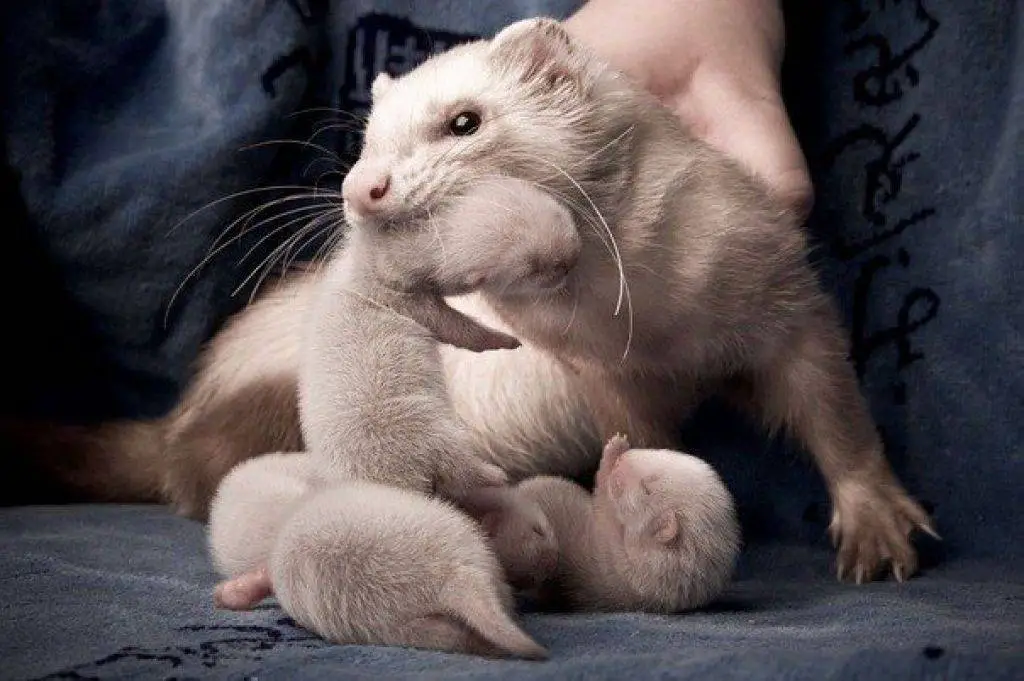 What Family Are Ferrets In