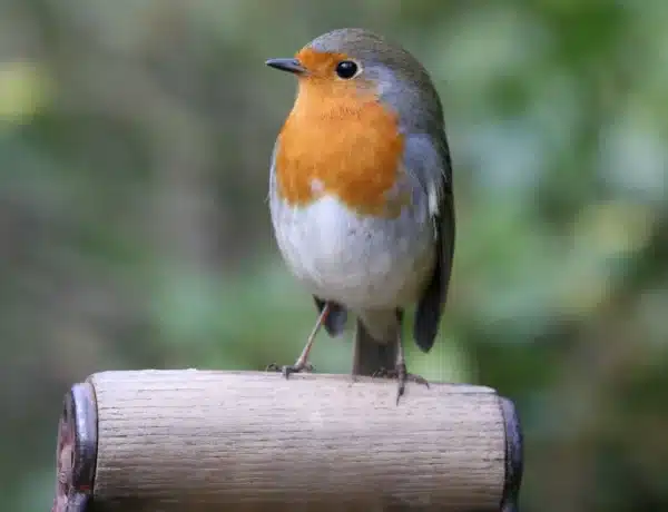 What Do Robins Symbolize