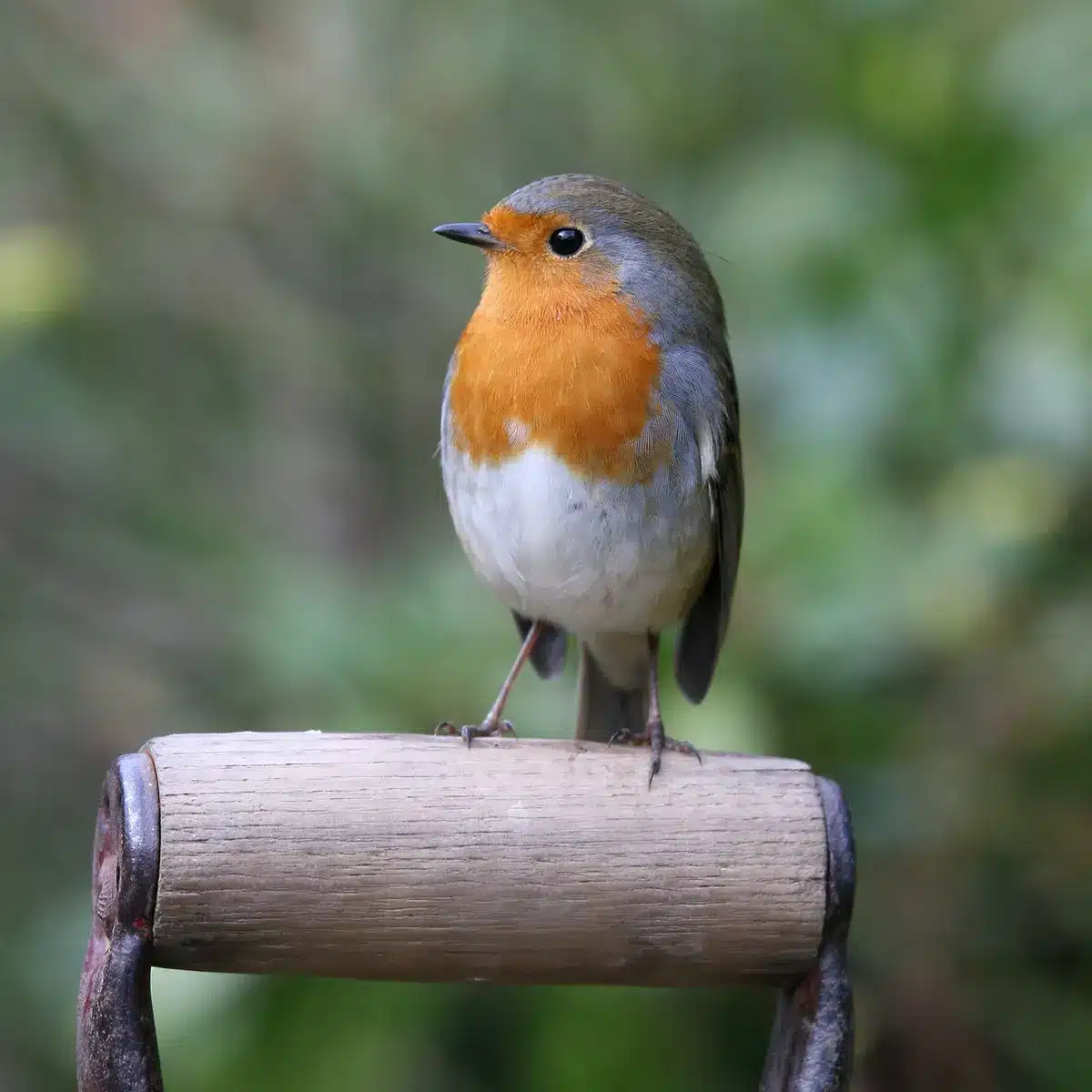 What Do Robins Symbolize