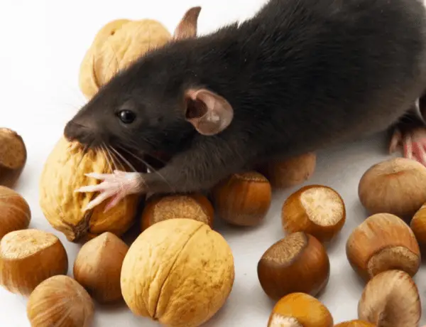 Can Rats Eat Almonds