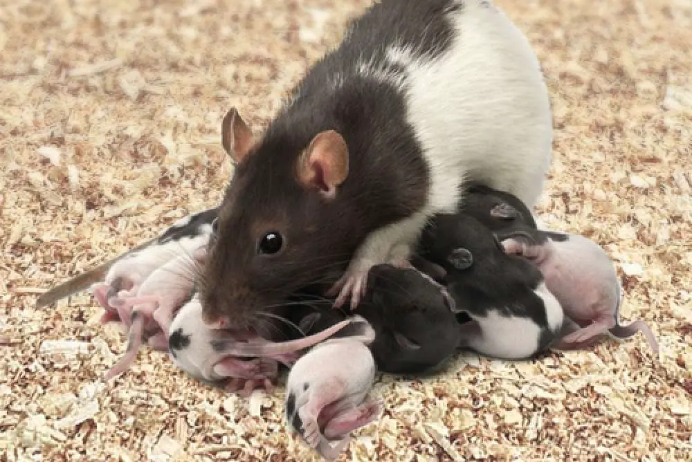 How Many Babies Can A Rat Have
