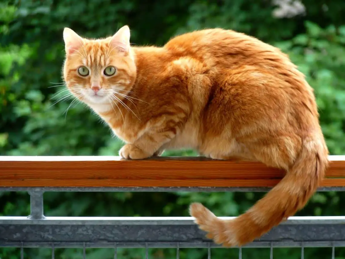 Can Orange Cats Be Female