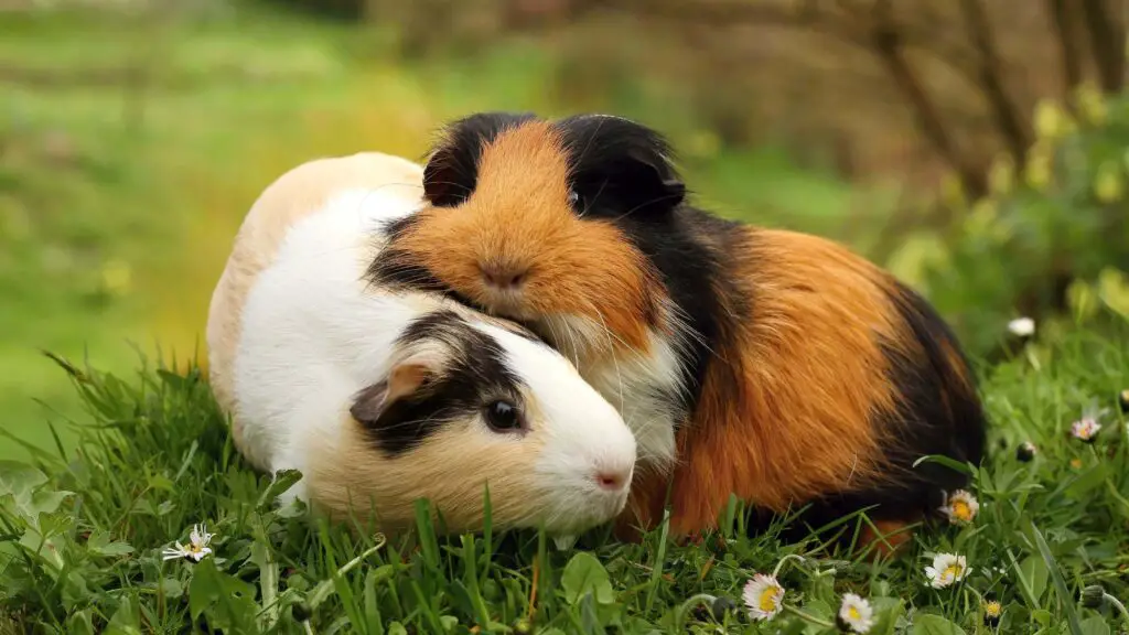 What Temperature Is Good For Guinea Pigs