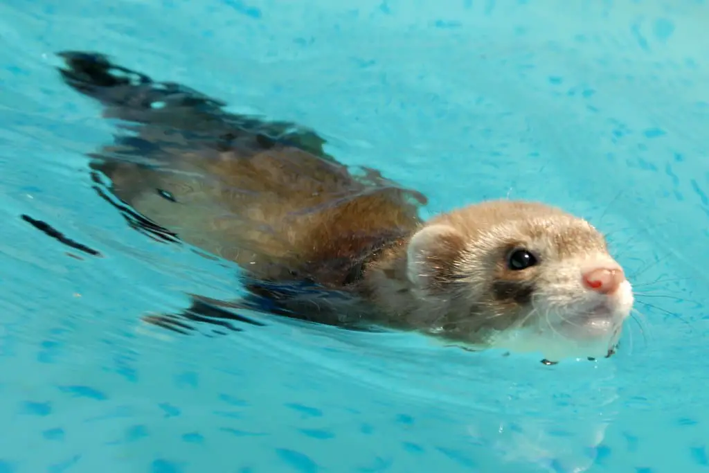 Do Ferrets Like To Swim