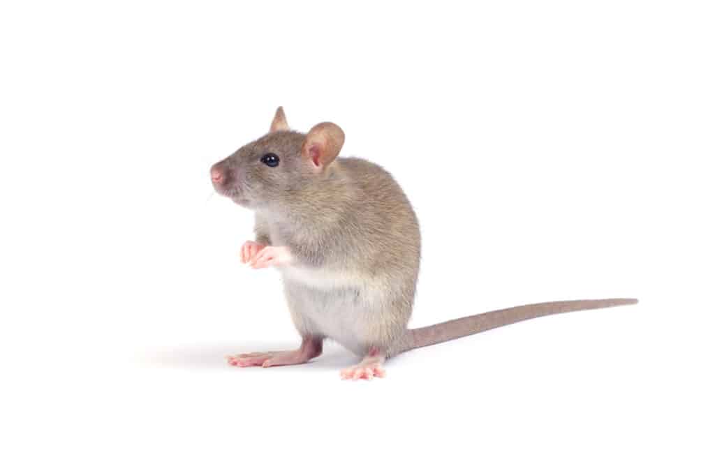 What Does A Rat Symbolize