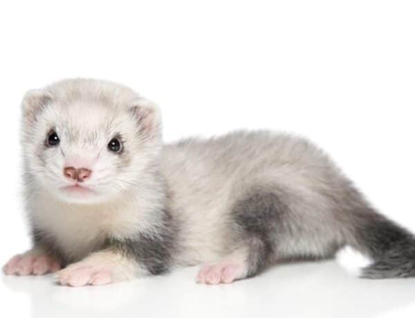 What Family Are Ferrets In