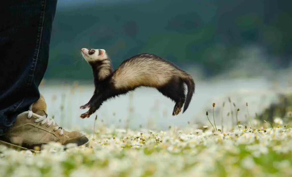 How Fast Can A Ferret Run
