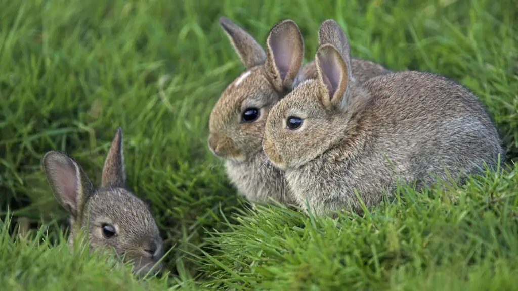 Are Rabbits Omnivores