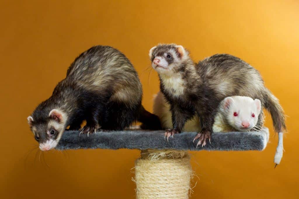 How To Euthanize A Ferret At Home