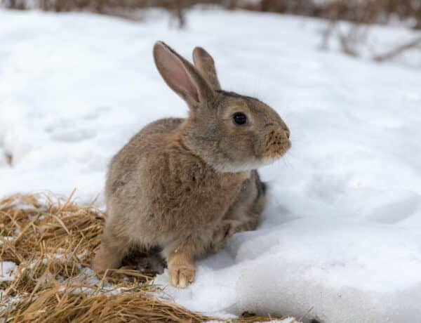 What Do Rabbits Eat In The Winter
