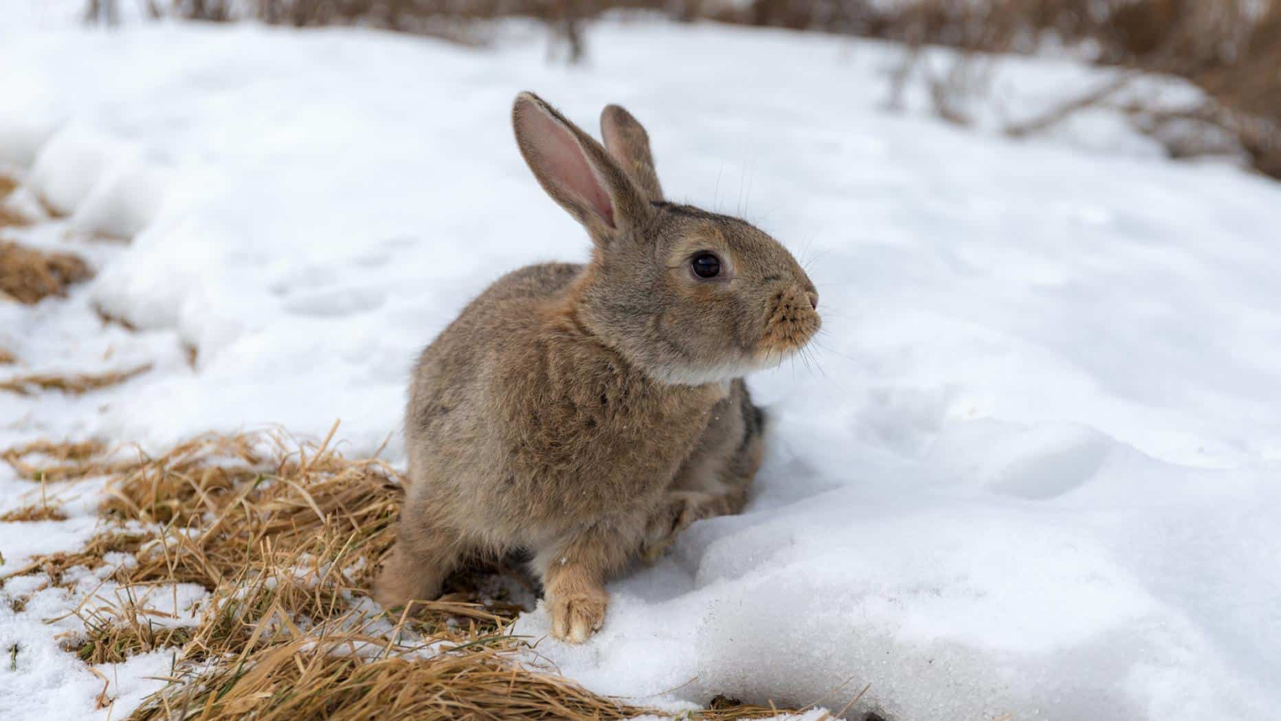 What Do Rabbits Eat In The Winter
