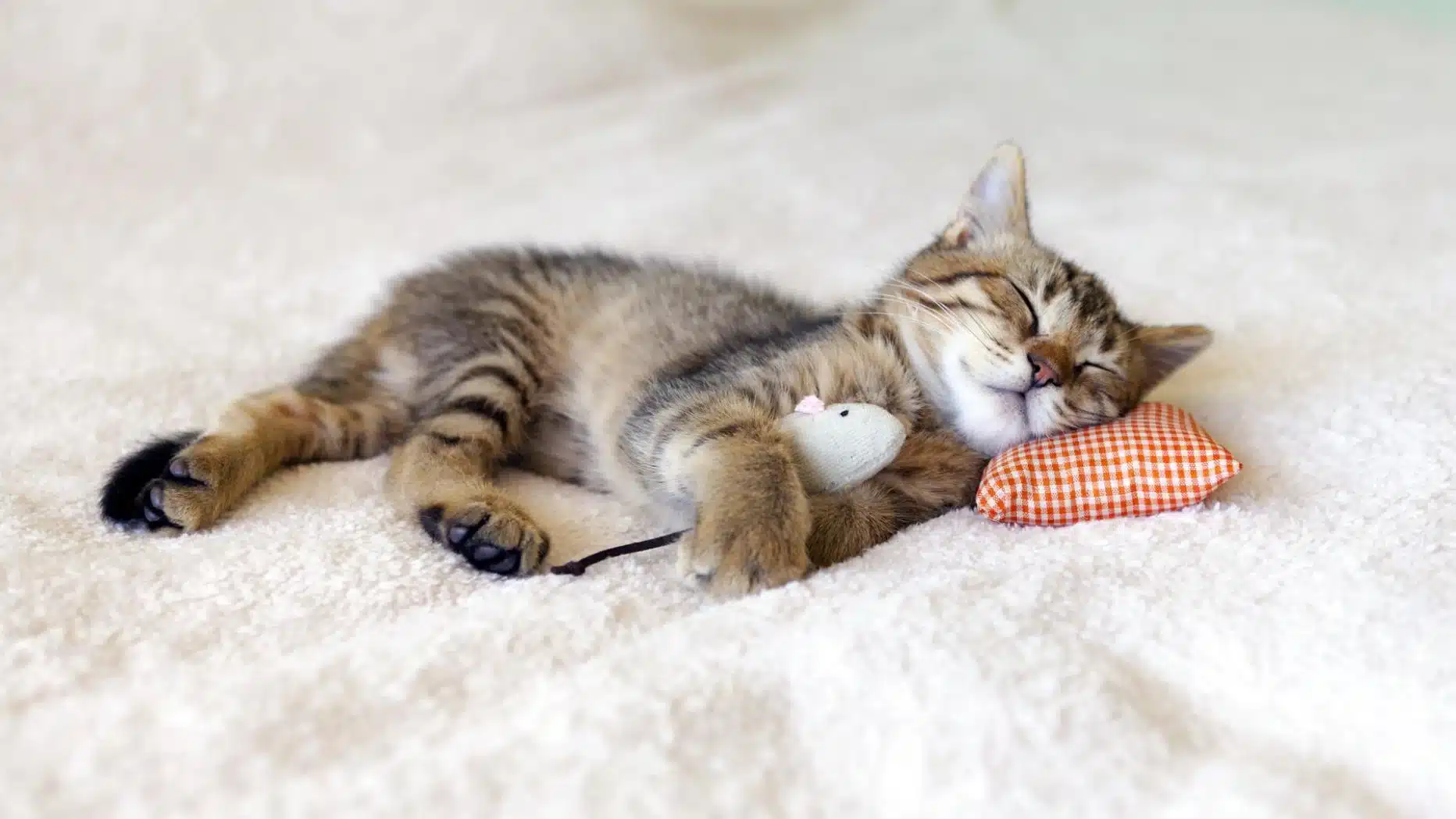 Do Cats Sleep With Their Eyes Open