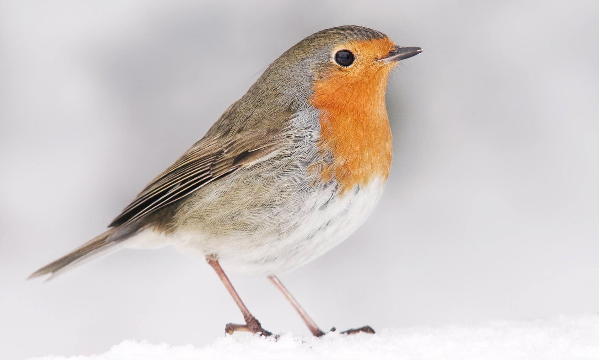 What Does A Robin Look Like Teeny Tiny Tails