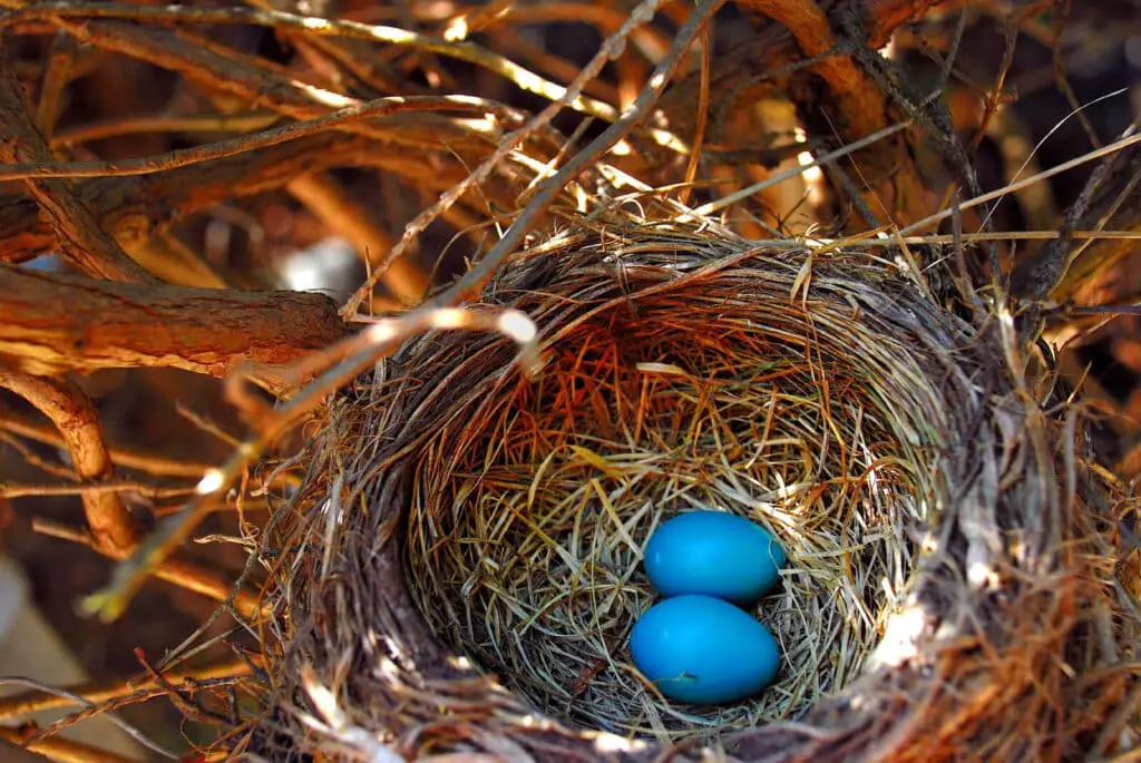 Where Do Robins Make Their Nests