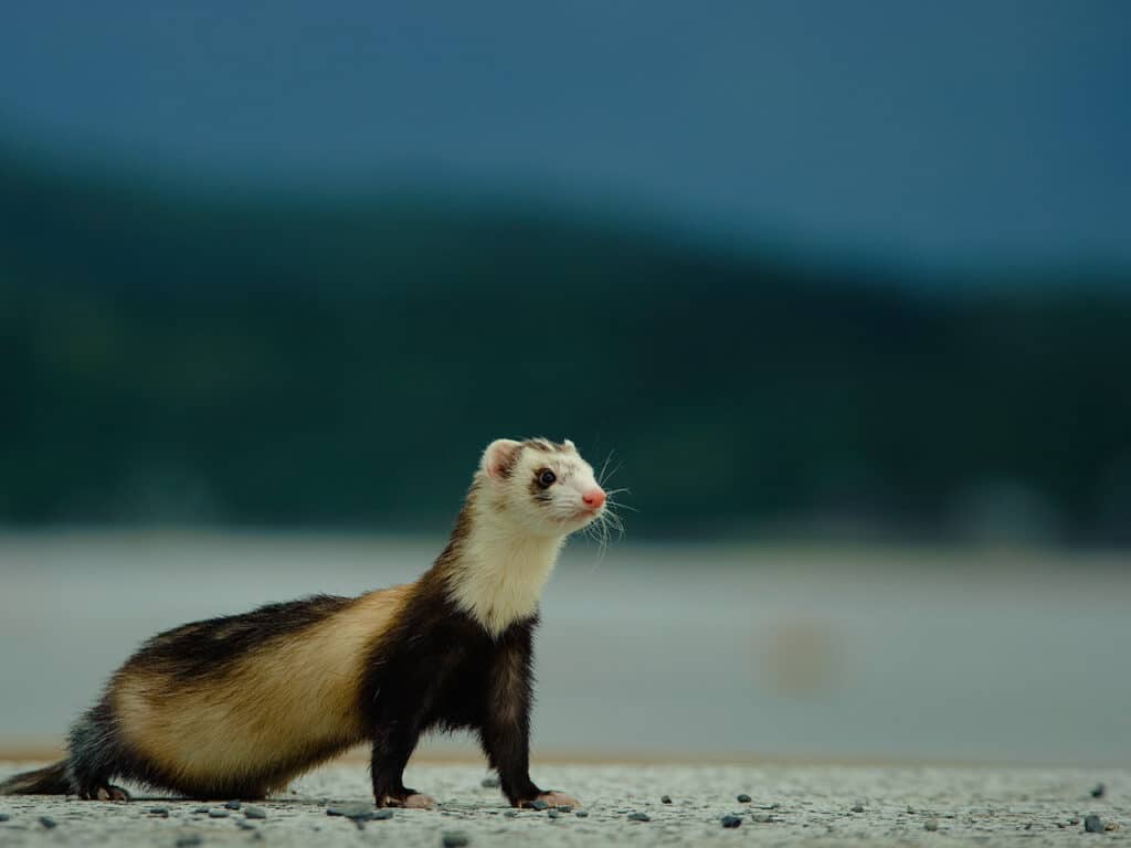Can Ferrets Live Alone