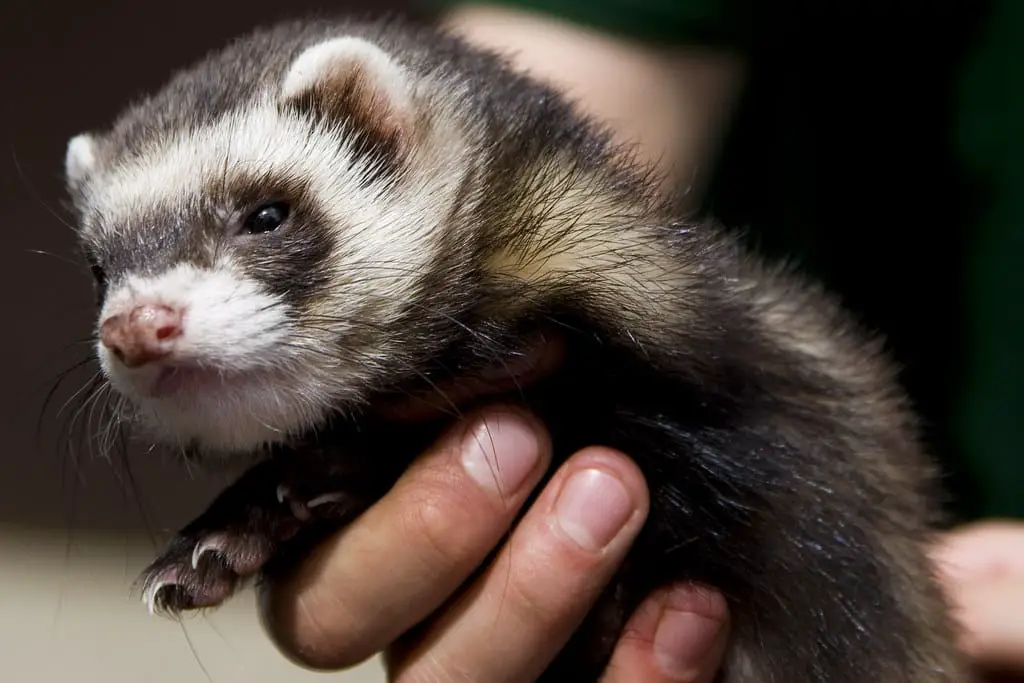 Where Do Ferrets Come From