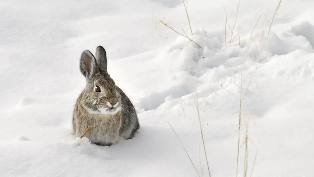 Do Rabbits Hibernate In The Winter