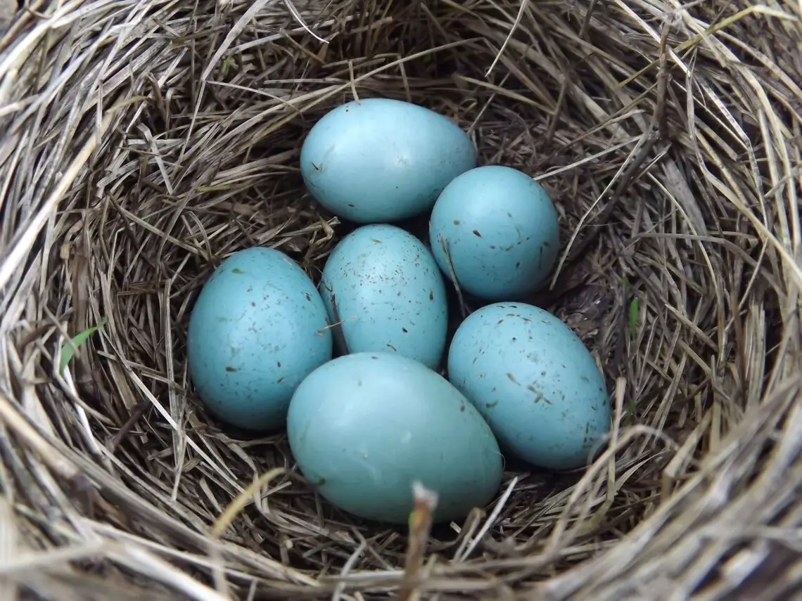 How Long Do Robins Sit On Eggs