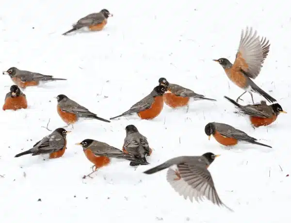 Where Do Robins Go In The Winter