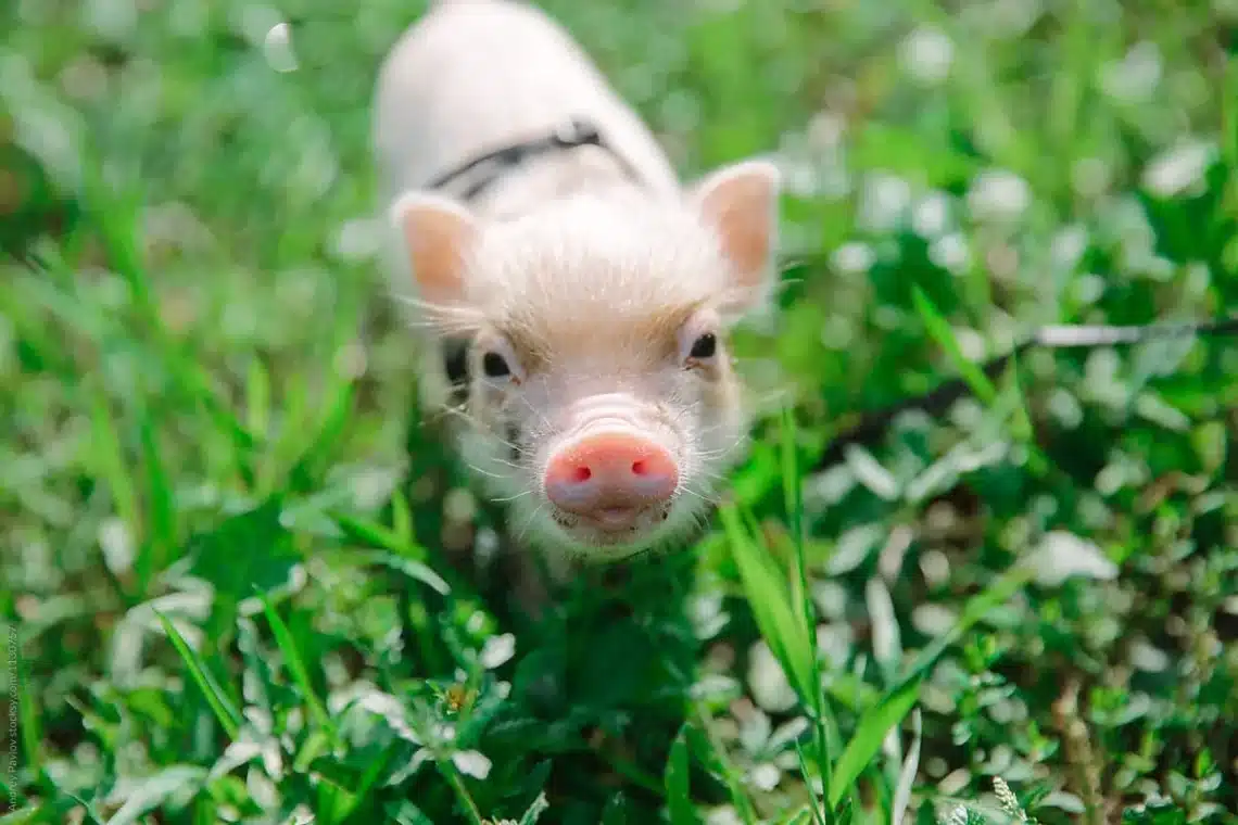 What Are The Smallest Pigs