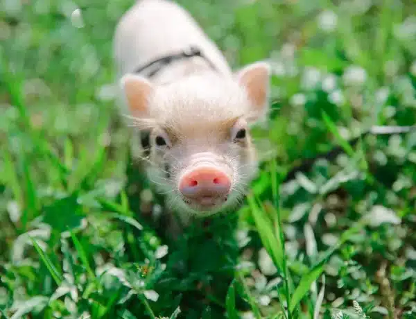 What Are The Smallest Pigs