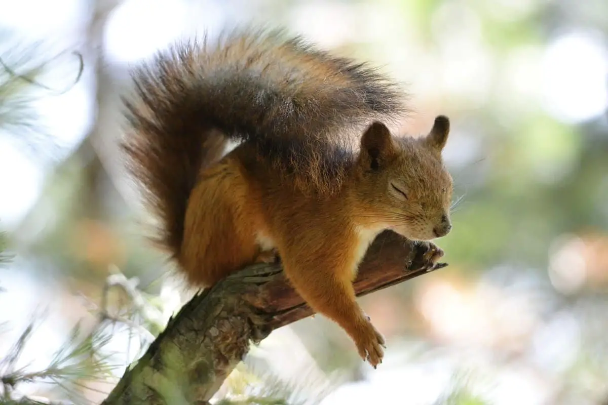 Are squirrels and rats related