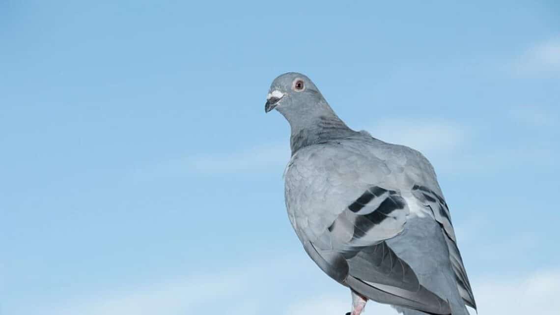 What Does A Pigeon Look Like