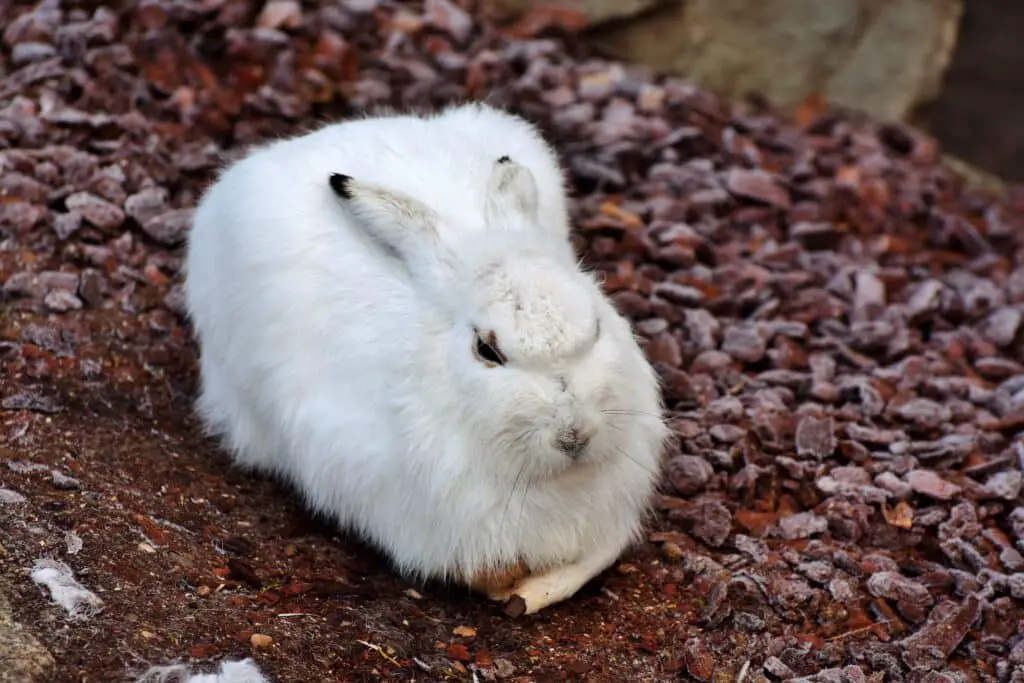How Cold Can Rabbits Tolerate