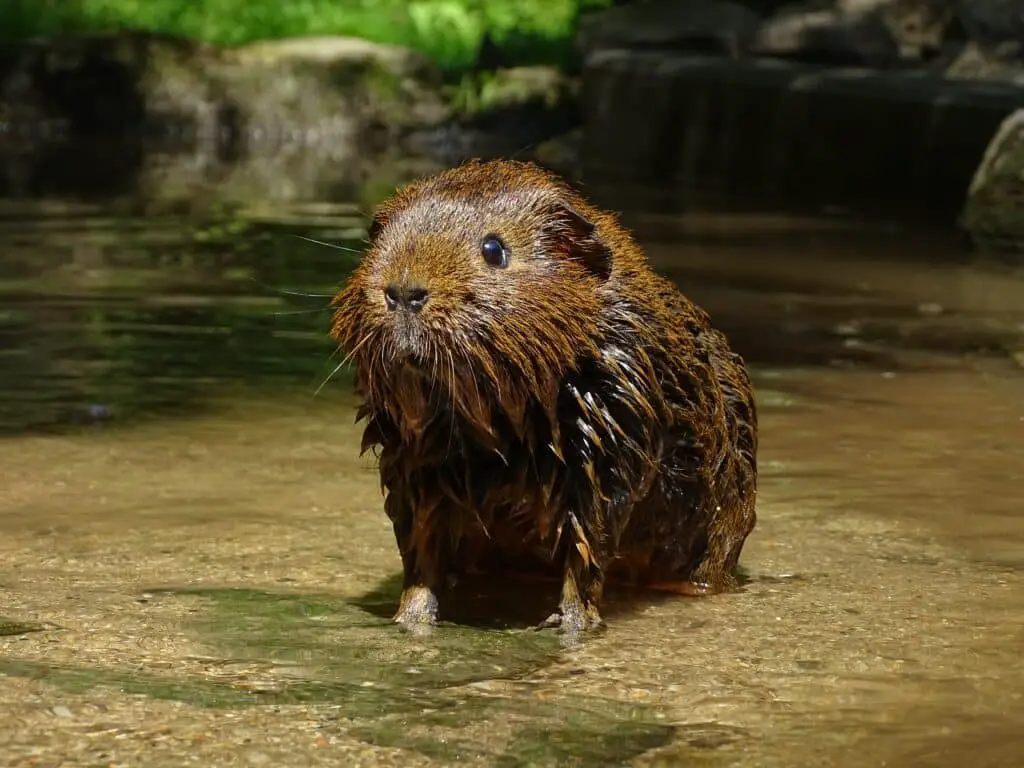 Can Guinea Pigs Get Wet