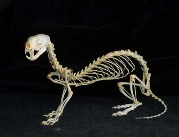 Do Ferrets Have Bones