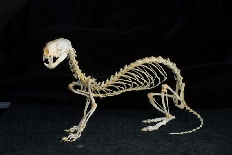 Do Ferrets Have Bones