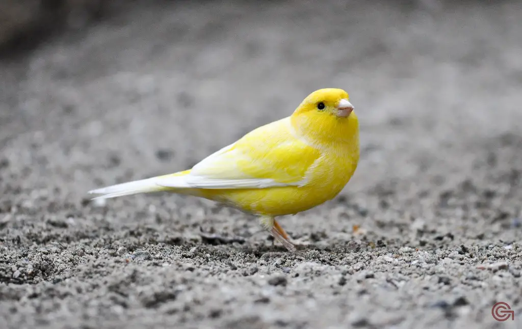 What Color Are Canaries