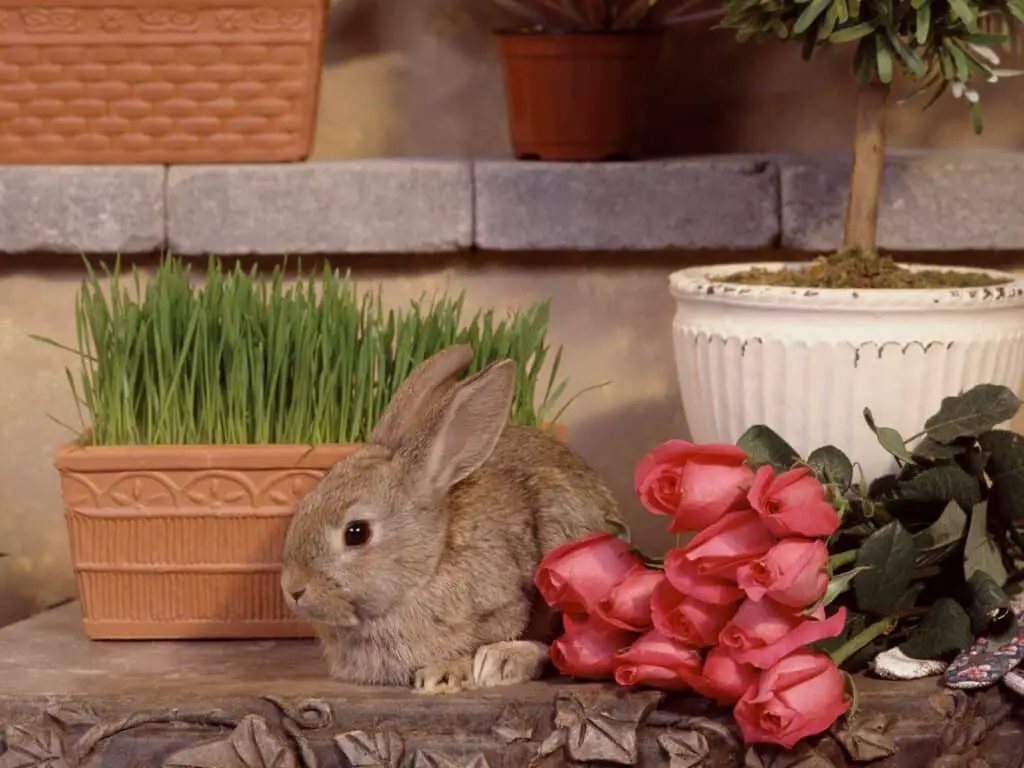 Can Rabbits Eat Roses