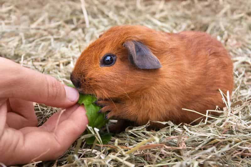 Can Guinea Pigs Eat Rabbit Pellets