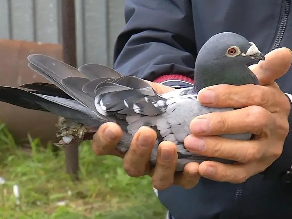 How Do Pigeons Return Home