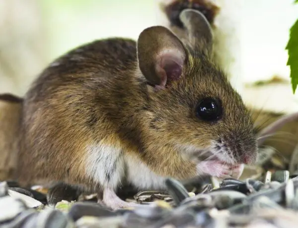 What Do Rat Bites Look Like