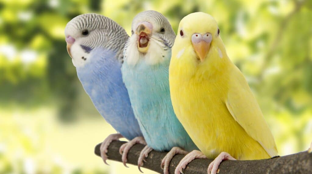 Can Parakeets And Cockatiels Live Together